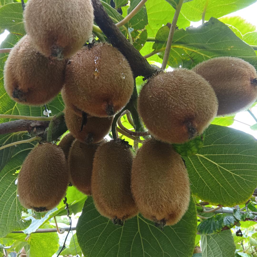 老胡，猕猴桃采摘园