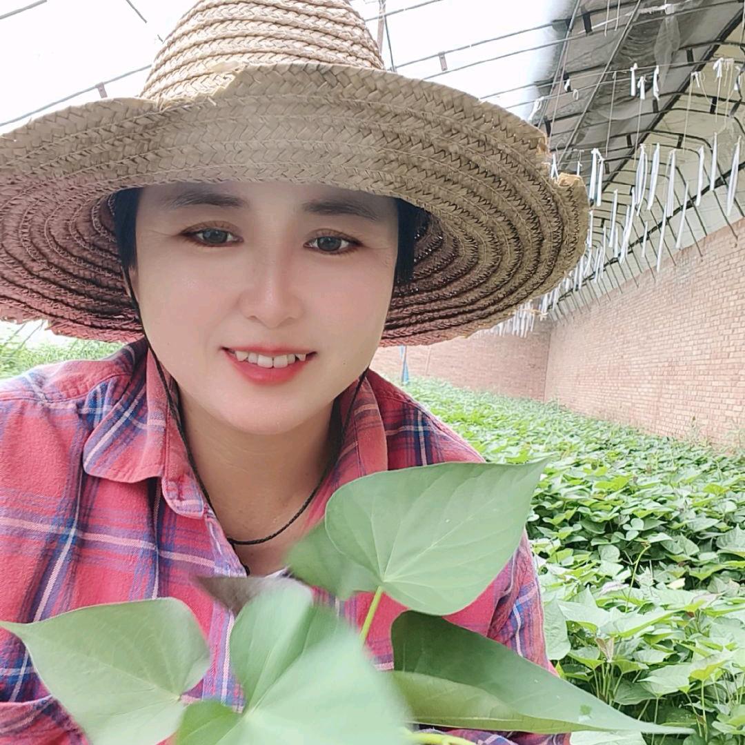 红薯姐姐小号直播