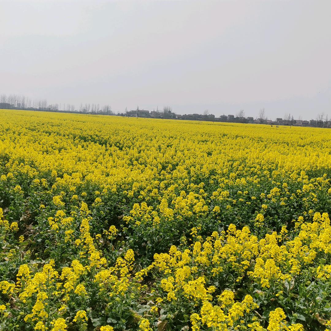 六米八高栏成哥