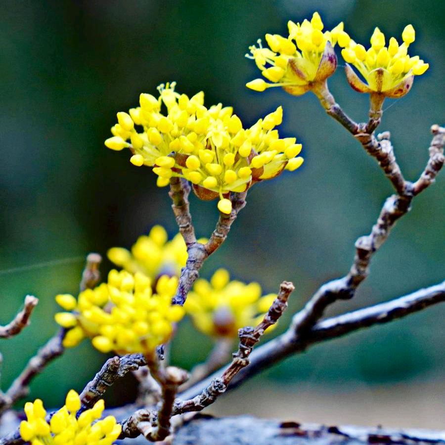 膳阁坊商邑百草滋补养生专卖店