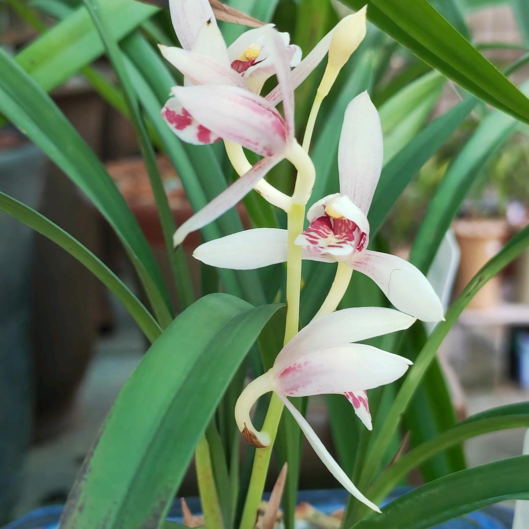 我见到常威打来福