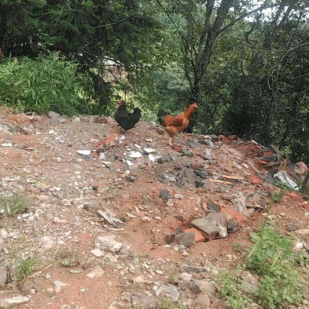 小杨，销售土鸡土鸭