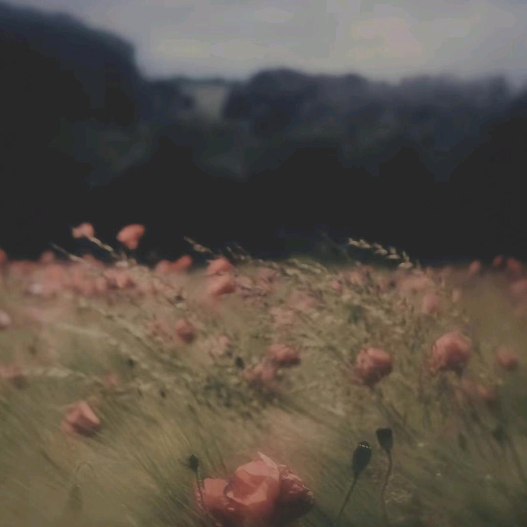 wo
