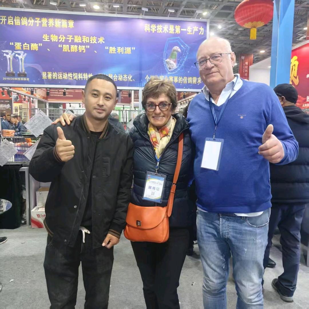 默默鸽苑，振华国际赛鸽