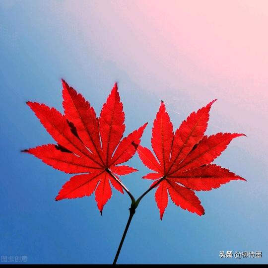 ヽ(‘⌒´落叶🍂メ)ノ
