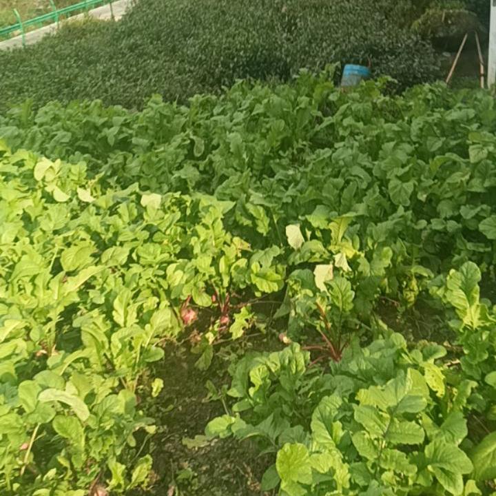 种茶人