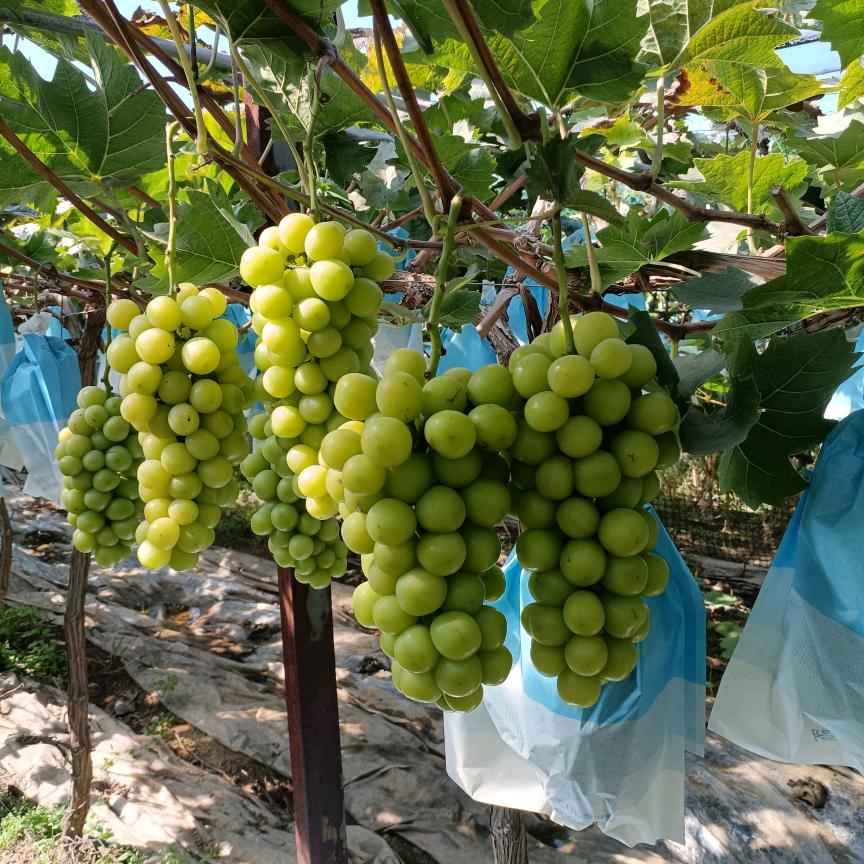 来集镇马沟鲜果采摘园2