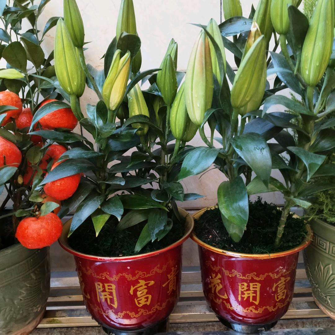 好运常在🌴