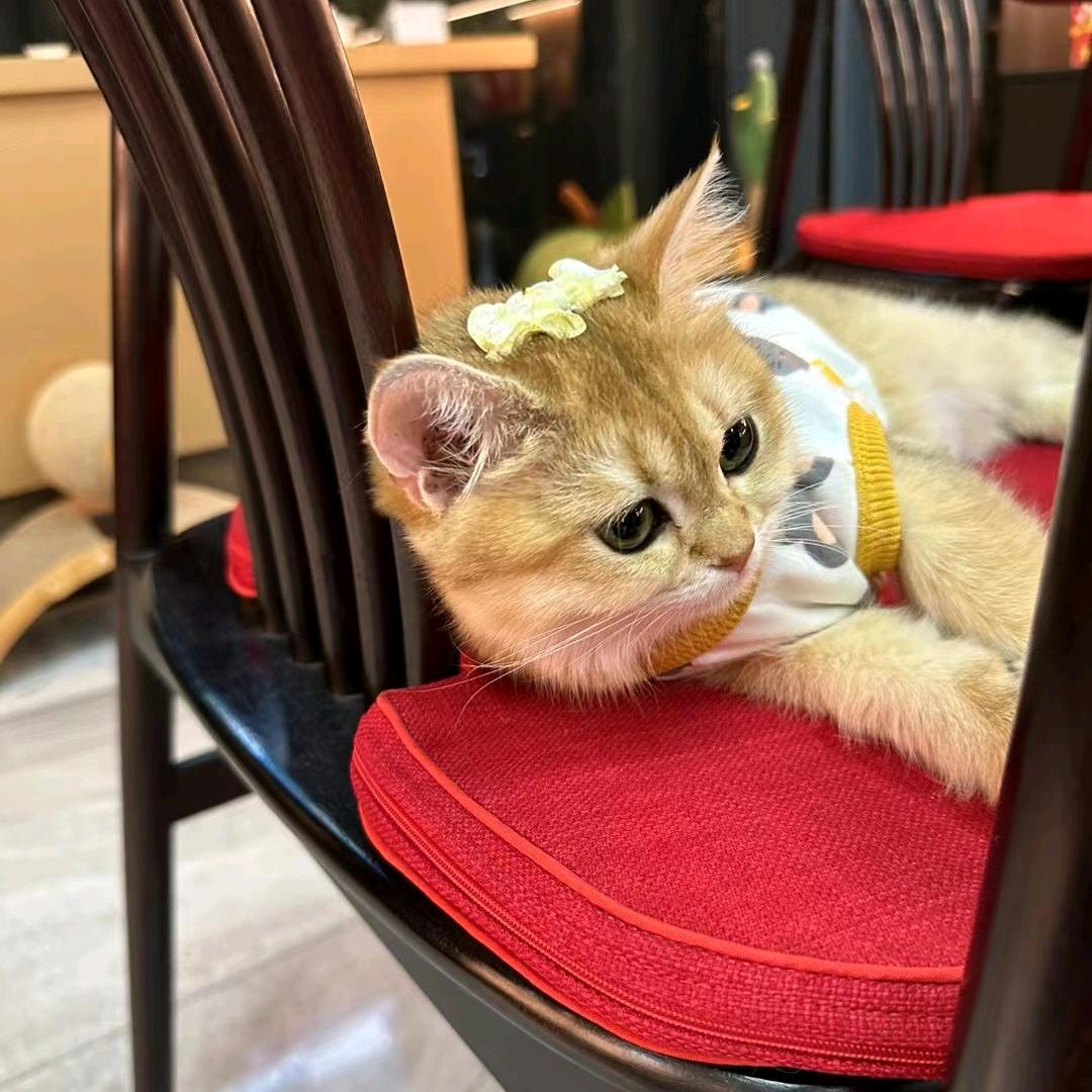 金子家的小猫