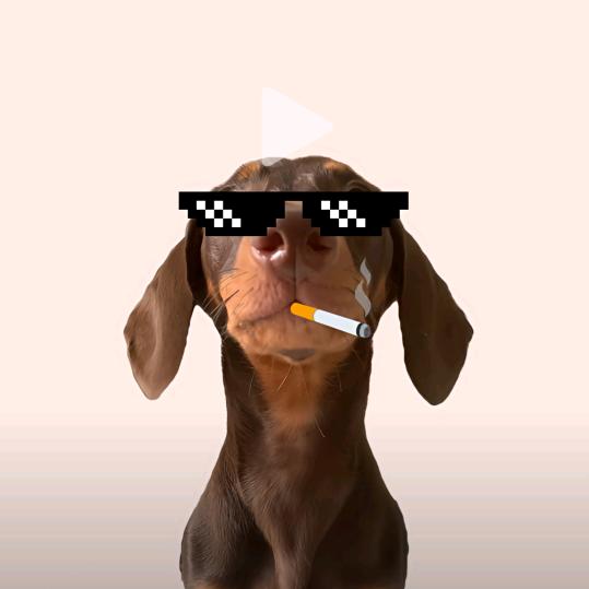 黑茶之李想胡来