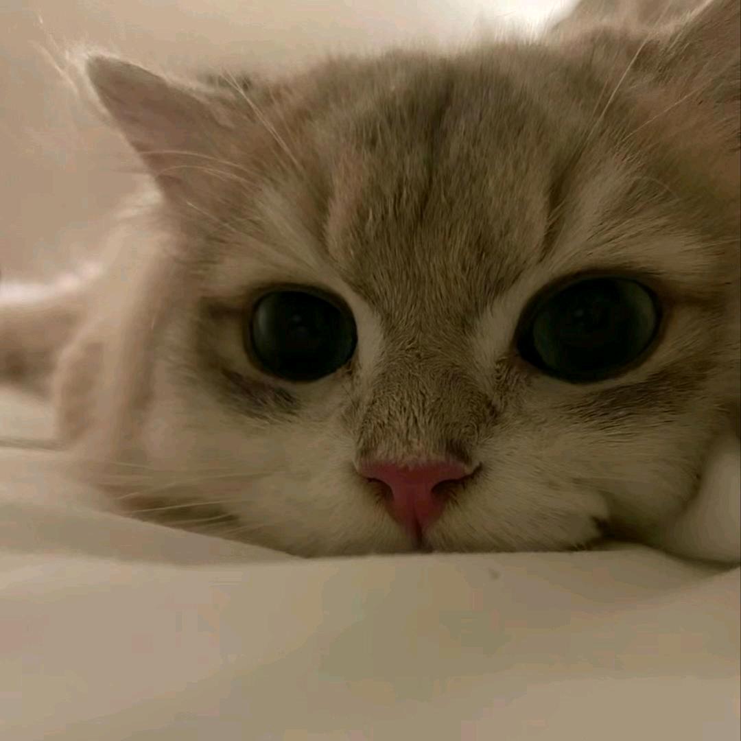 一条虫子