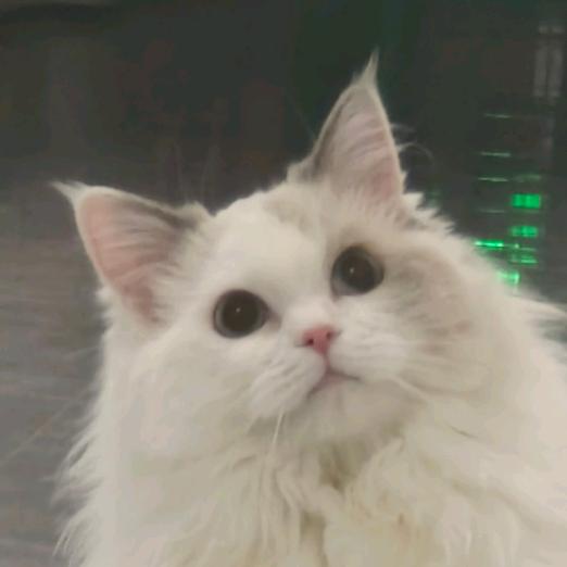 泥嚎唔系大福咪