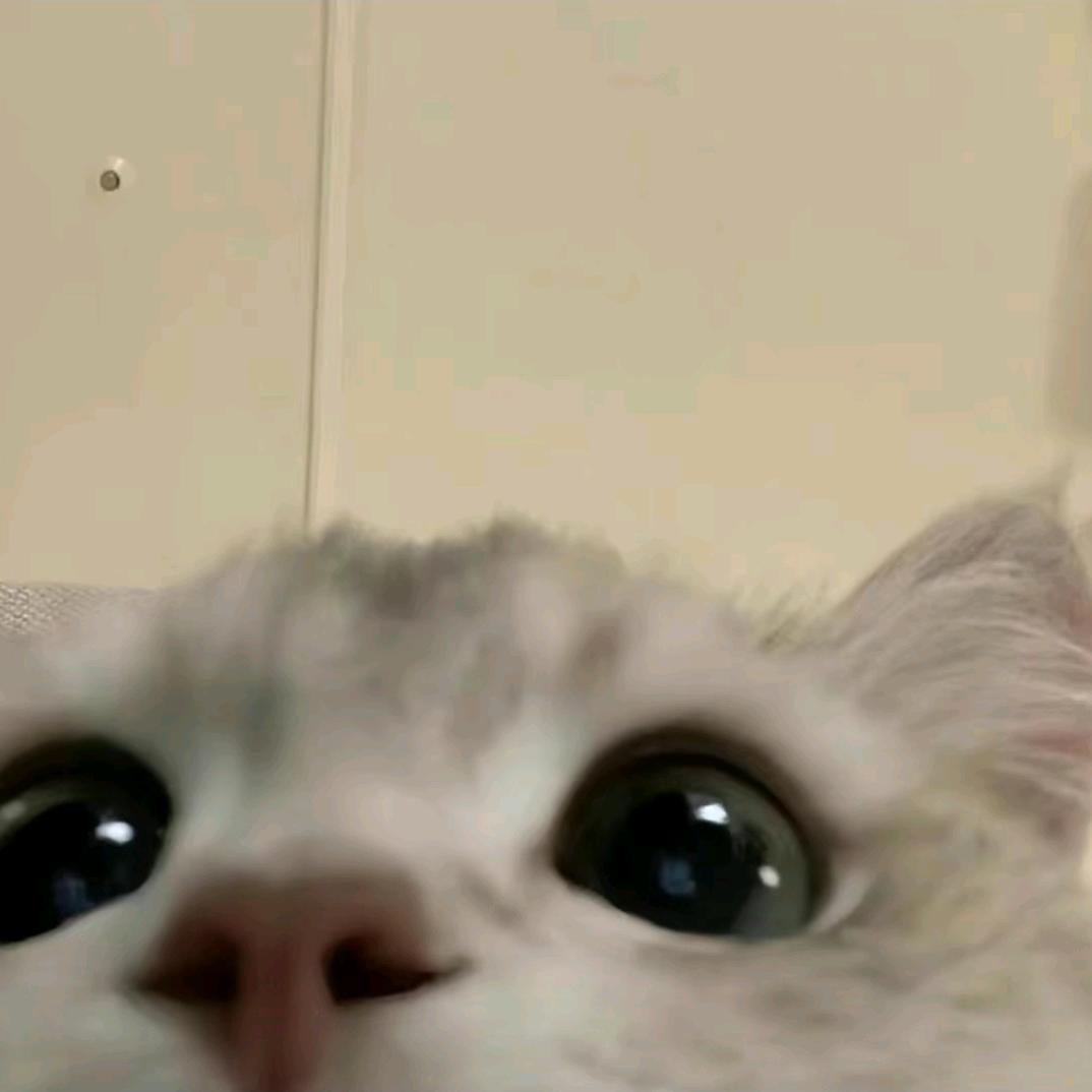 ꒦ິ^꒦ີ