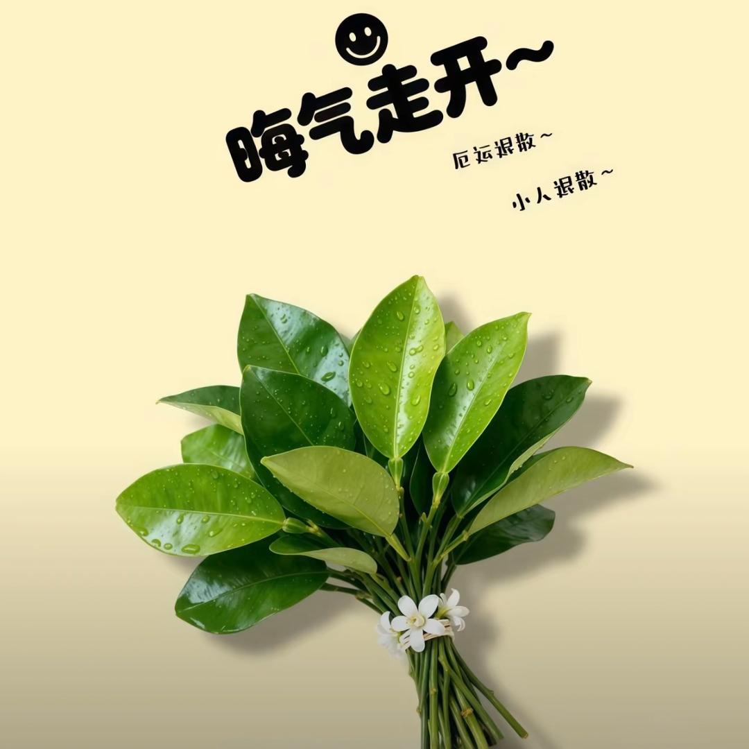 罗家姑凉