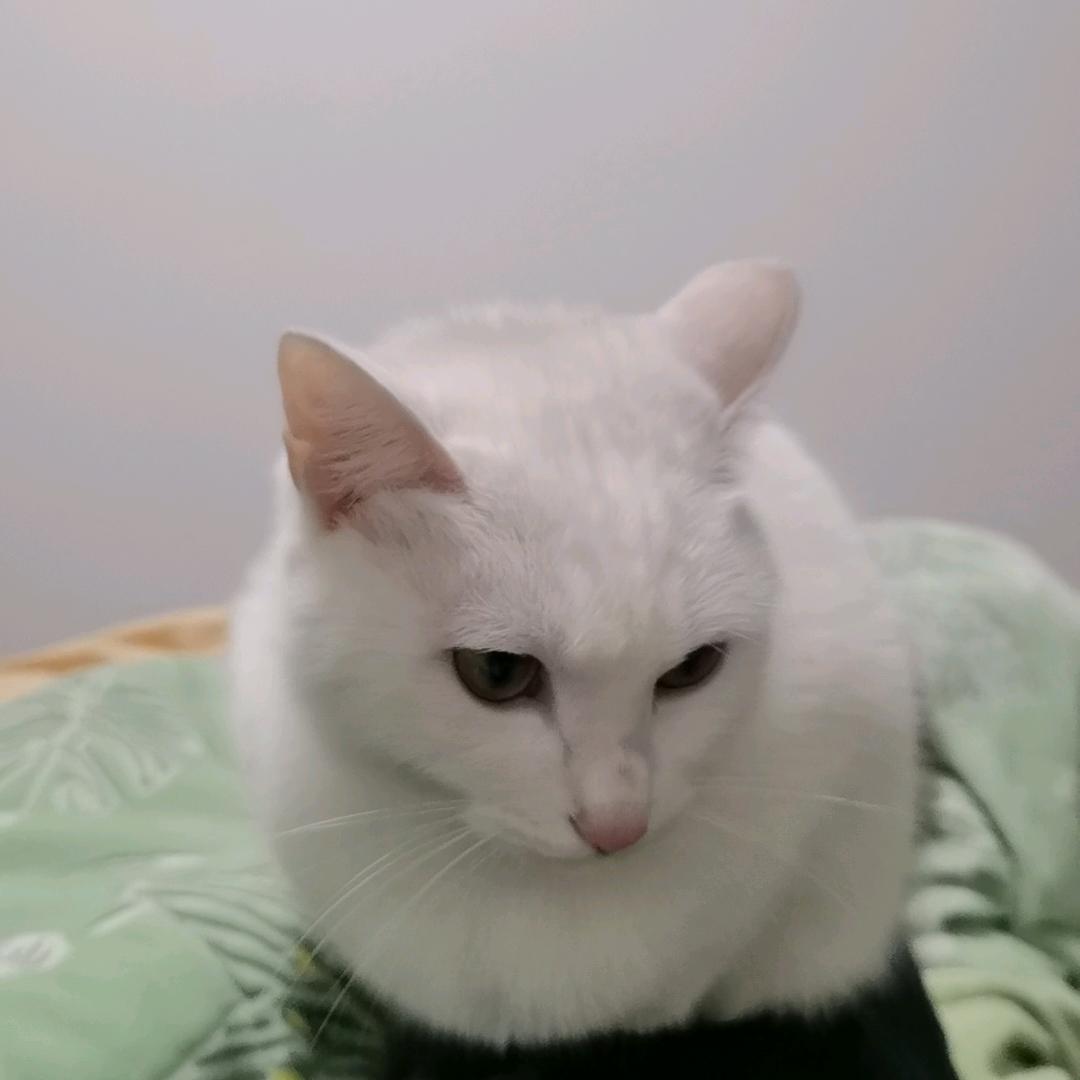 葡萄糖