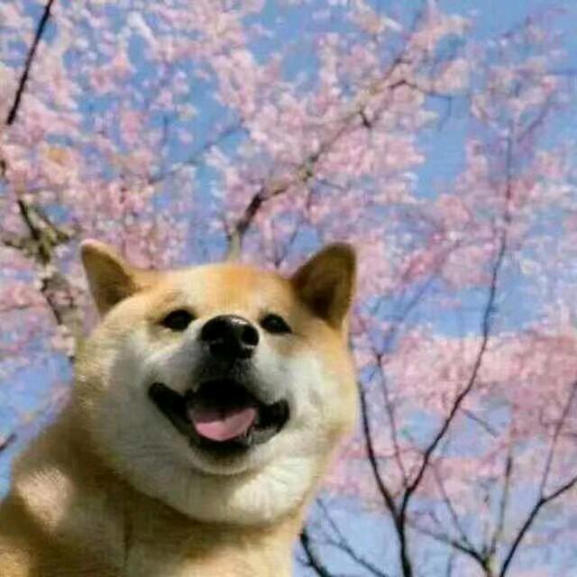 失控的狗蛋