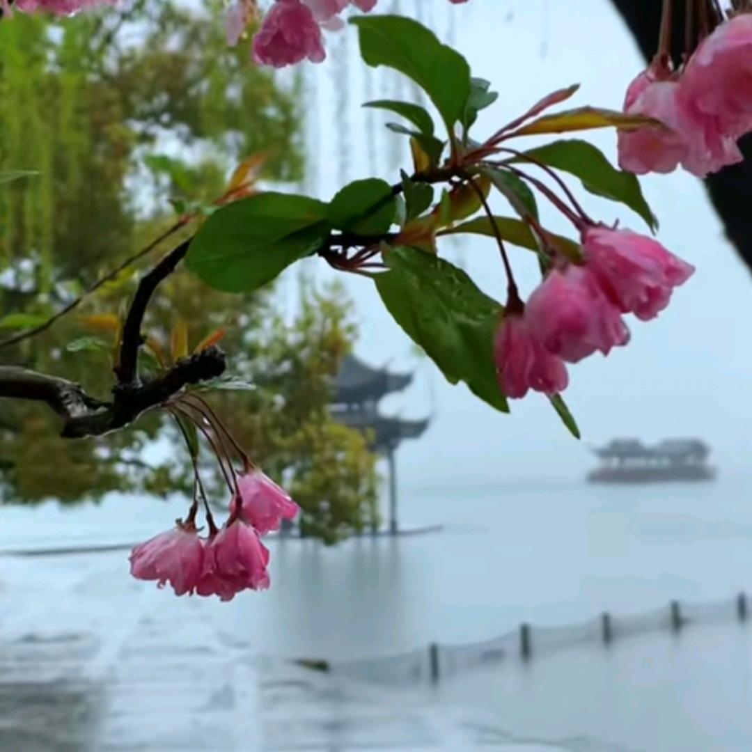 果果