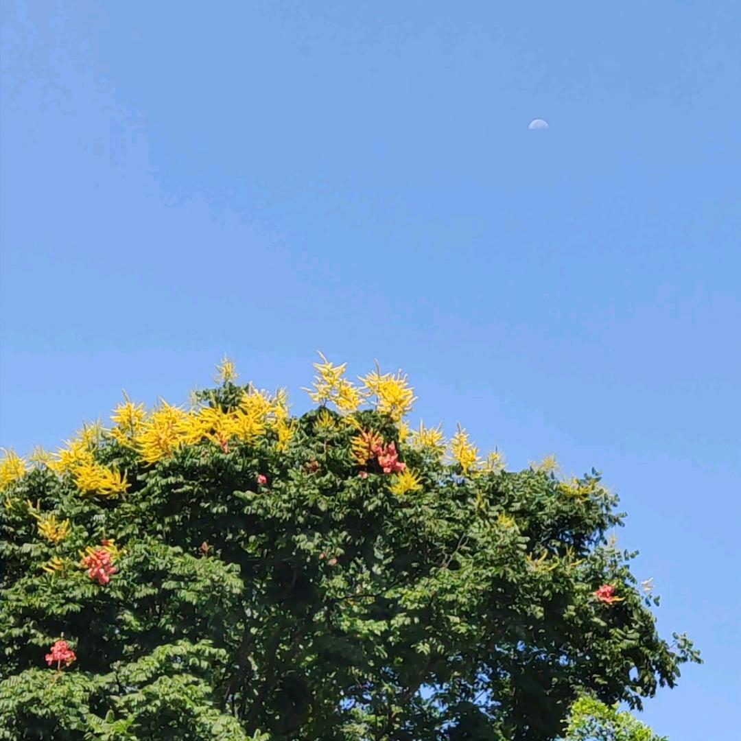 大坞小乌