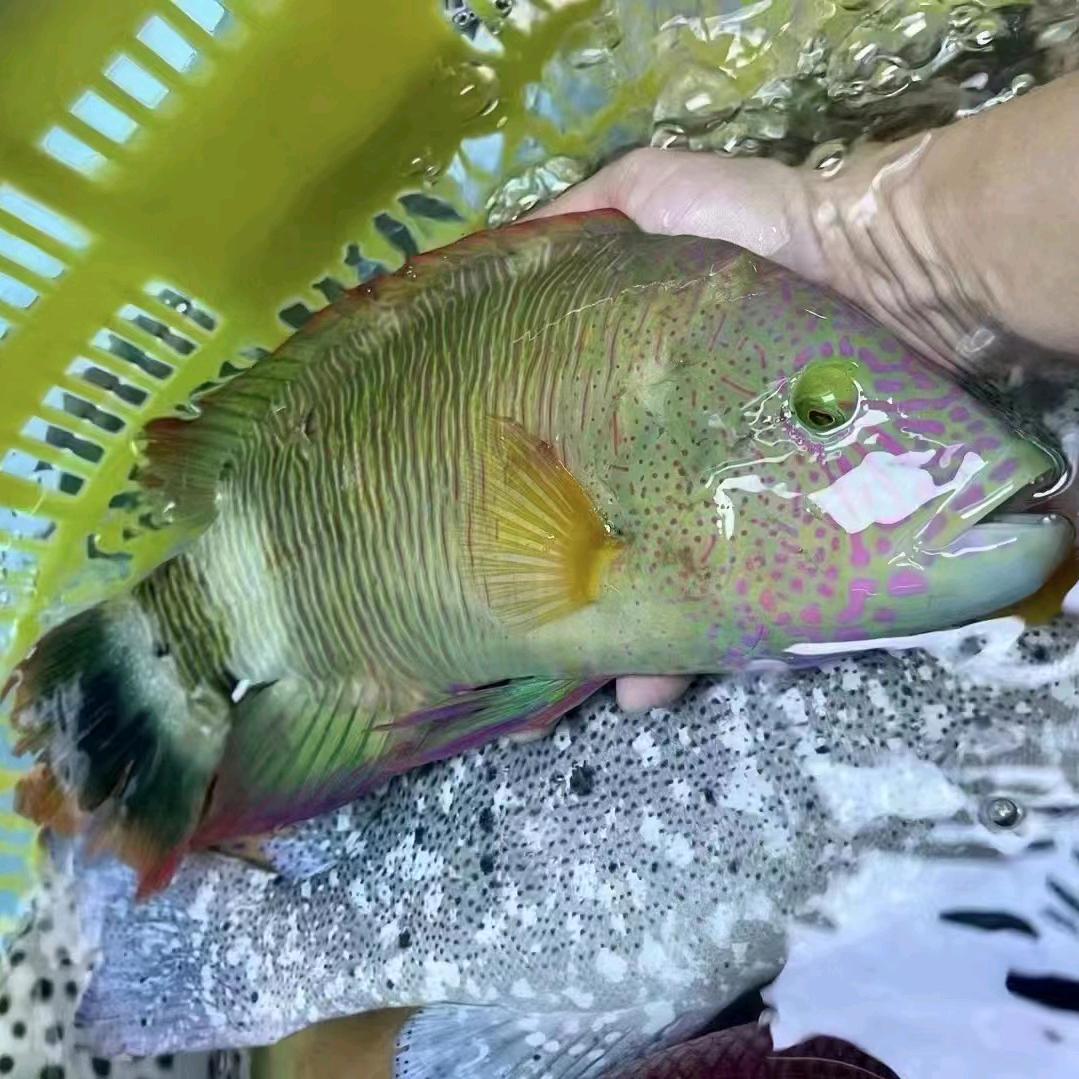 东莞大朗镇(海鲜水产配送到家)