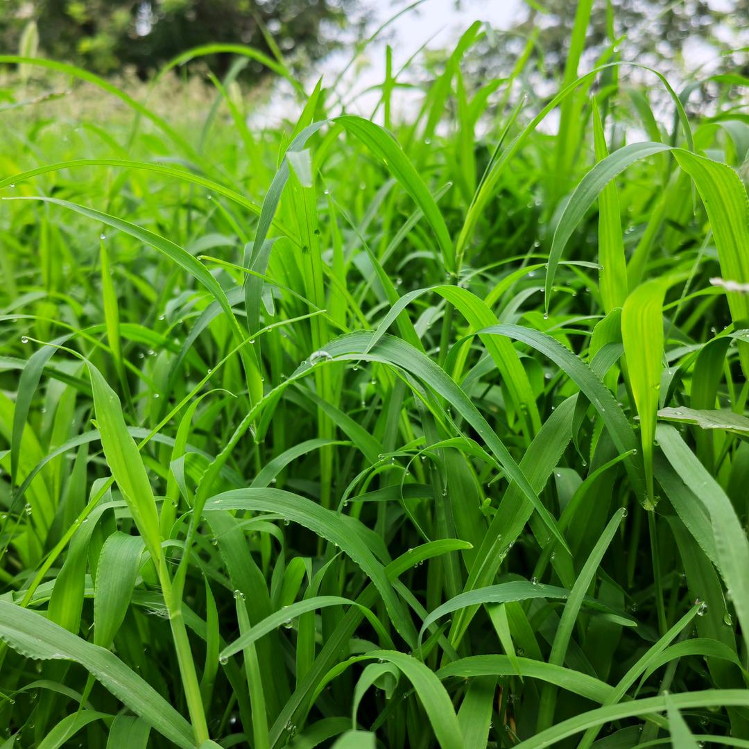 一本正经卖零食