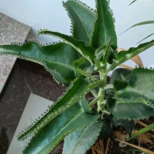 我爱雨荷