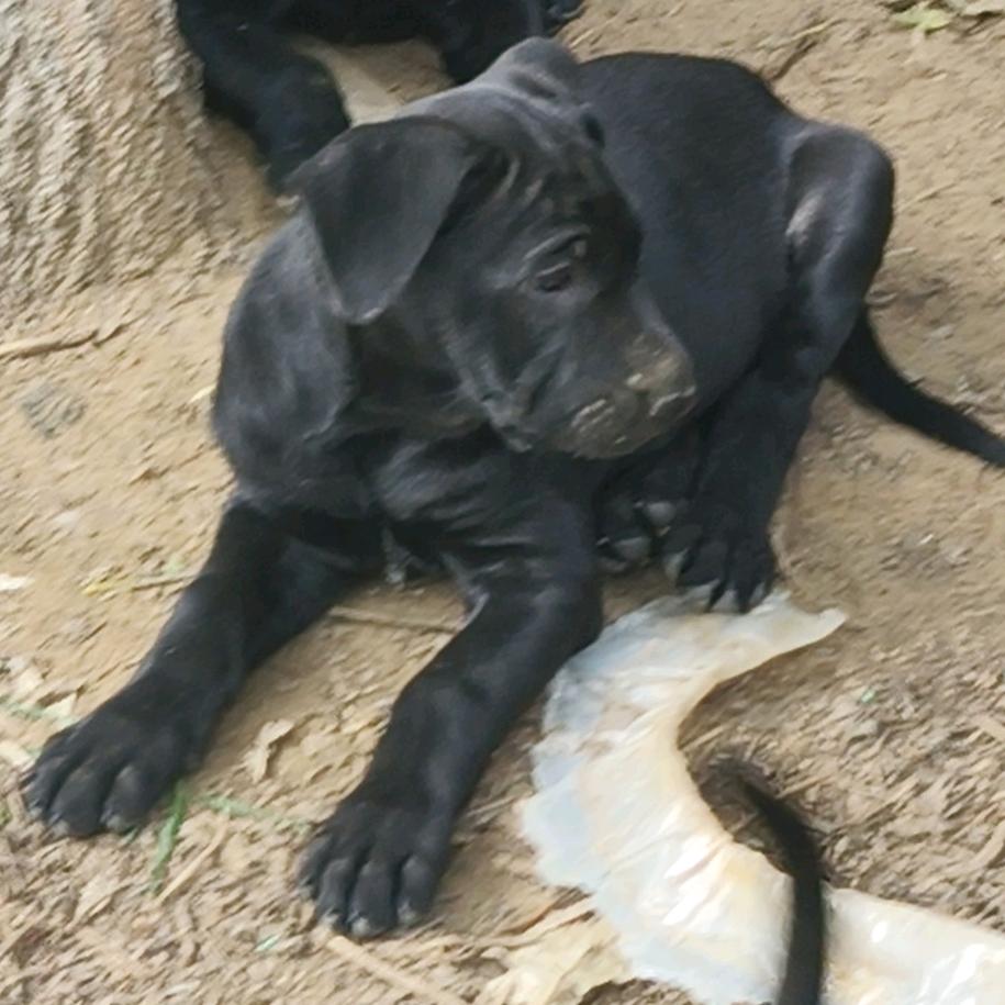 黑狼养殖