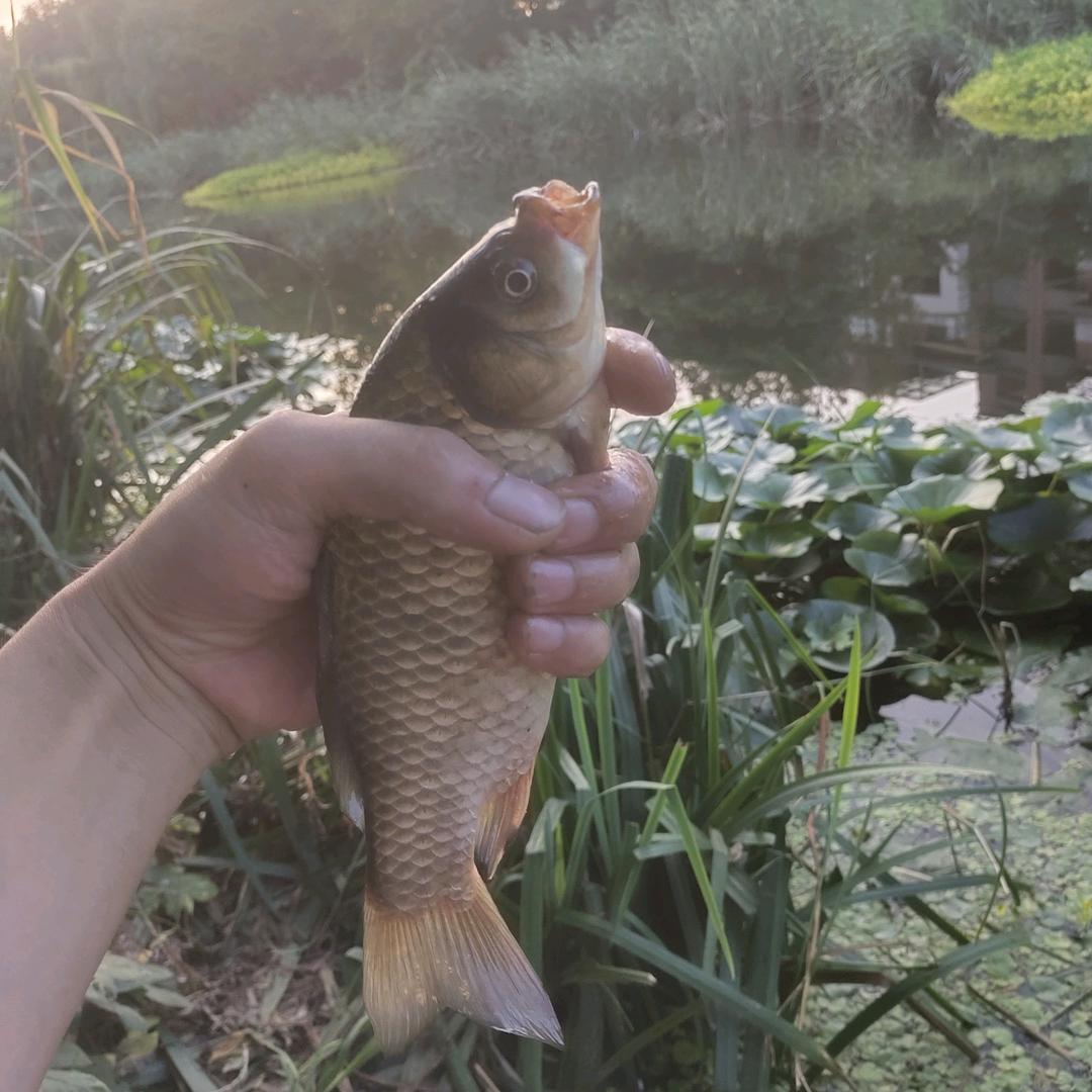狗蛋他哥