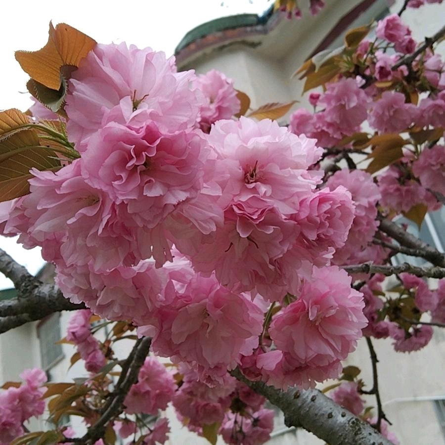 好日子即将到来