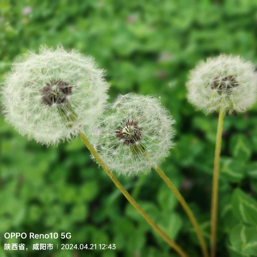 🍀黑玫瑰☘️