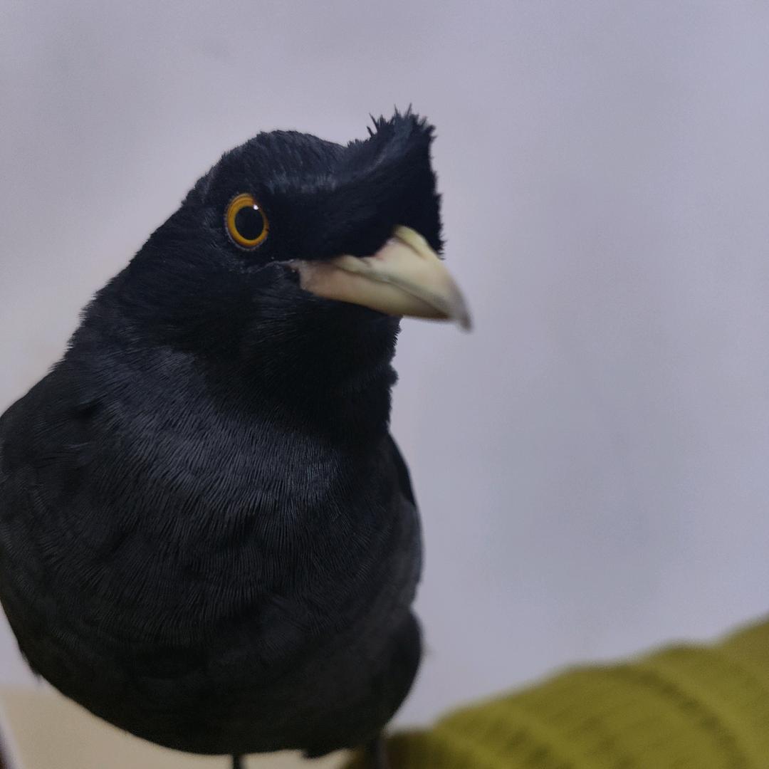 黑宝