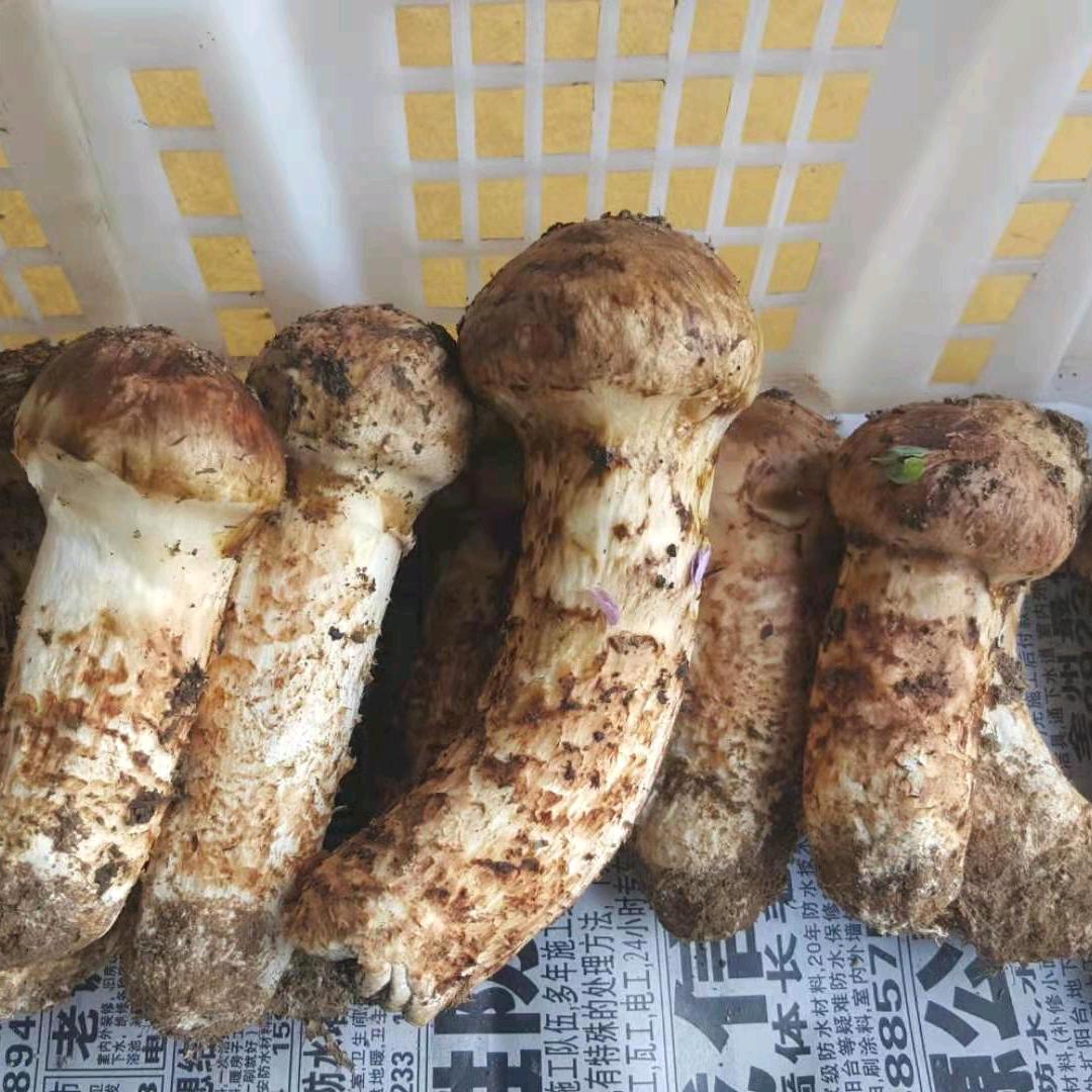 辛运星语