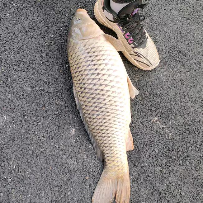 鲫鲤共舞饵料窝料