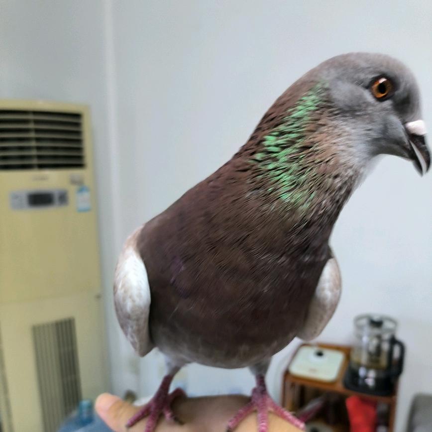 平哥