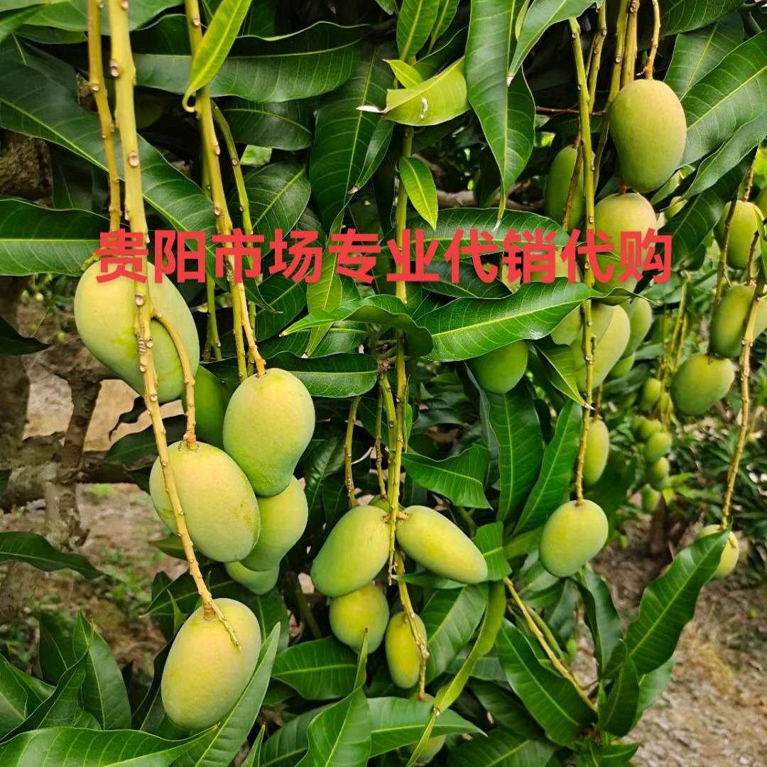 贵阳张丽专业代销代购