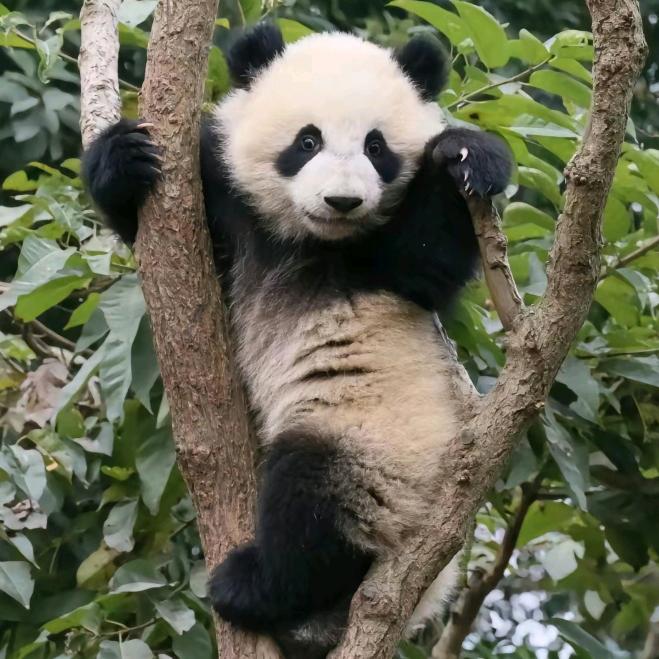 噢哟