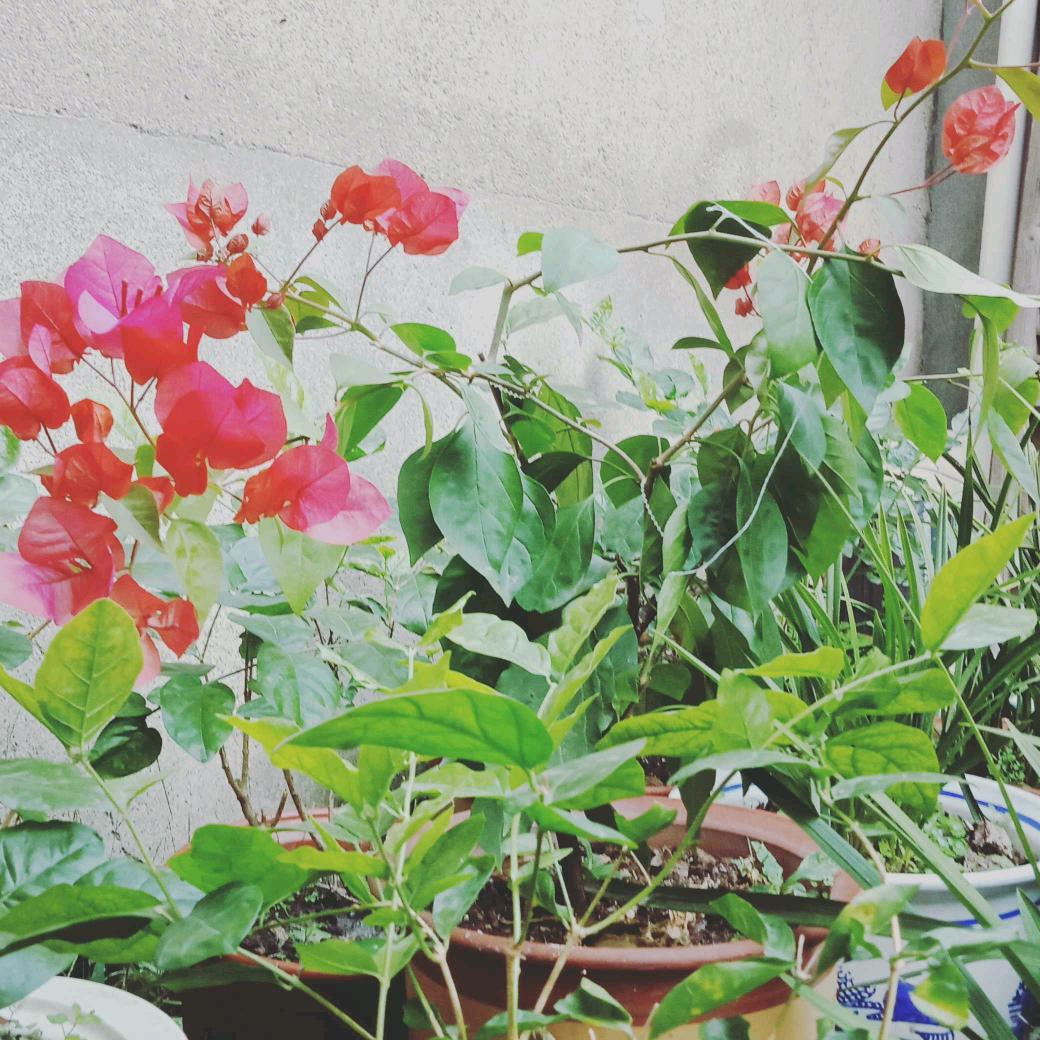 伟芳