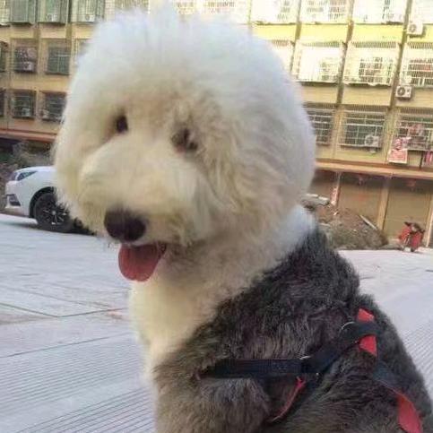 昆明上门回收宠物狗