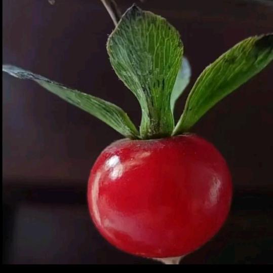 川南金弹子爱好者