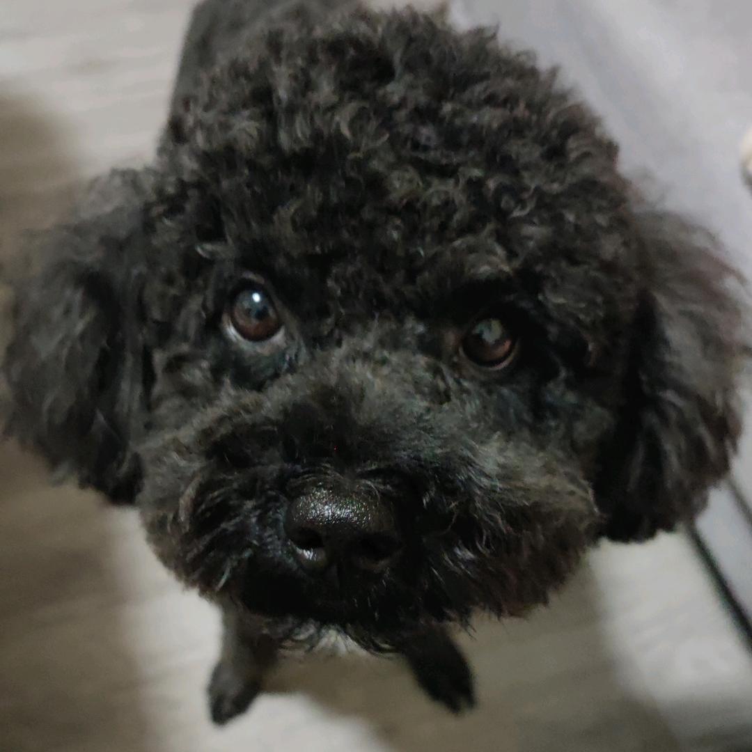 小p嘛