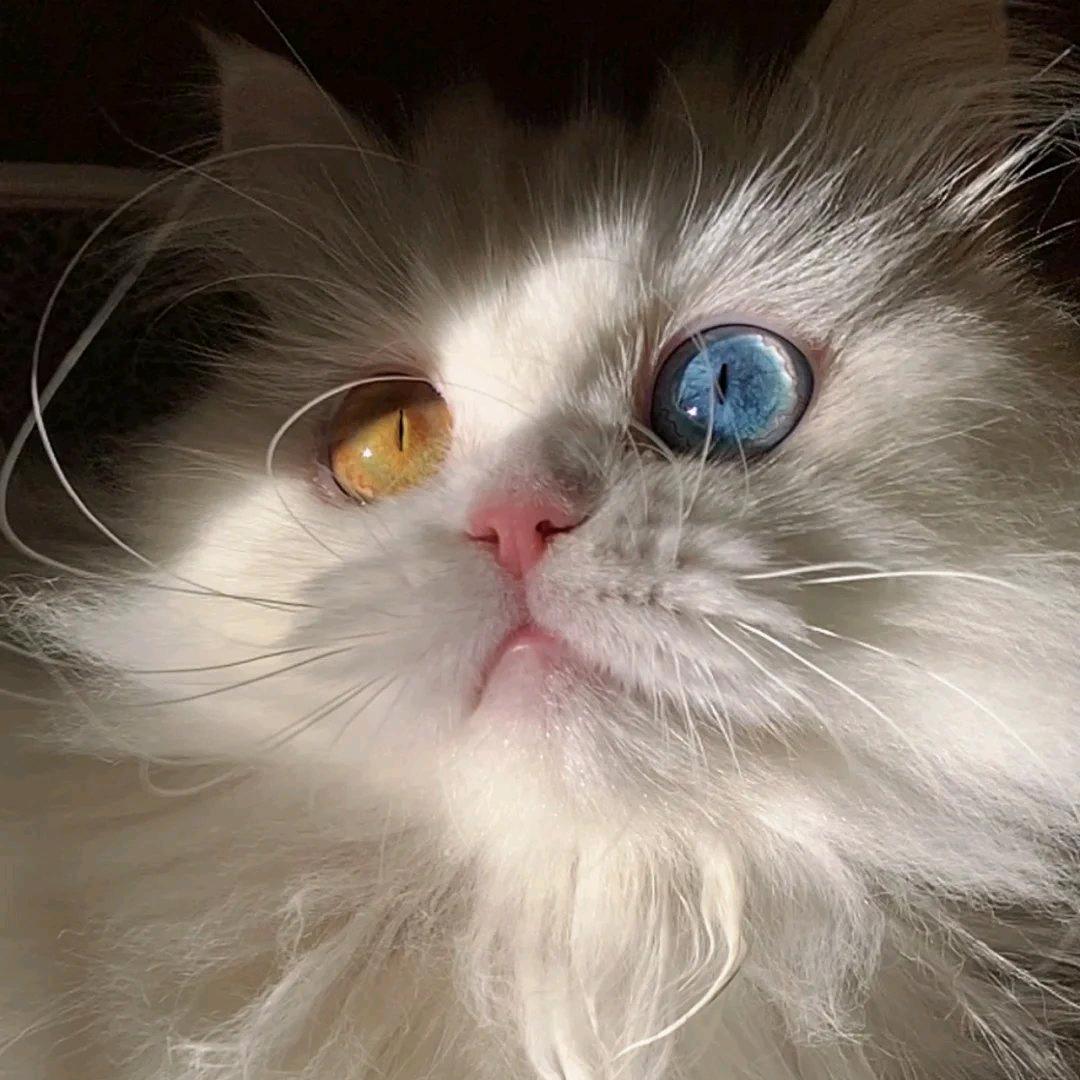 爱玩爱浪的嘉人