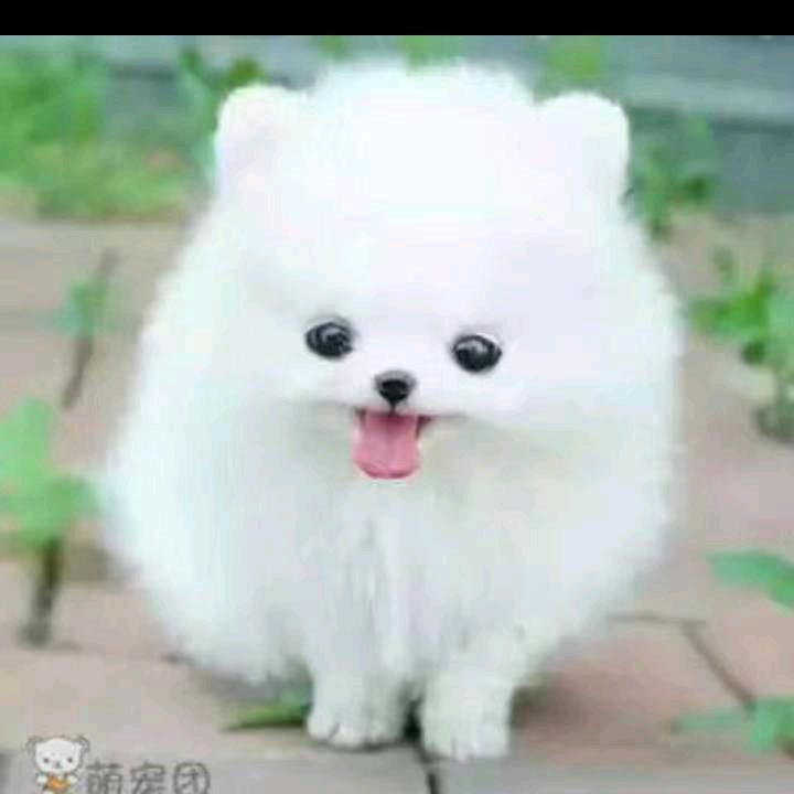 杨杨好物
