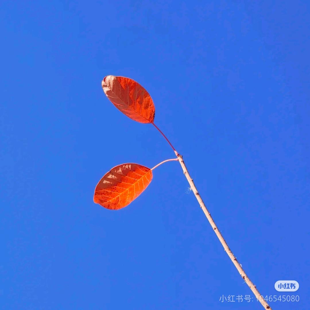 吉祥早餐