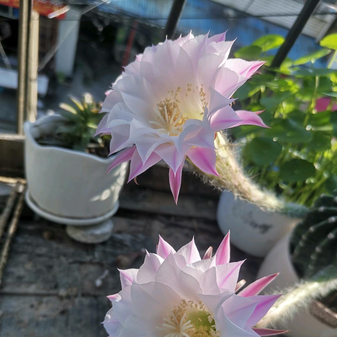太阳花🌸