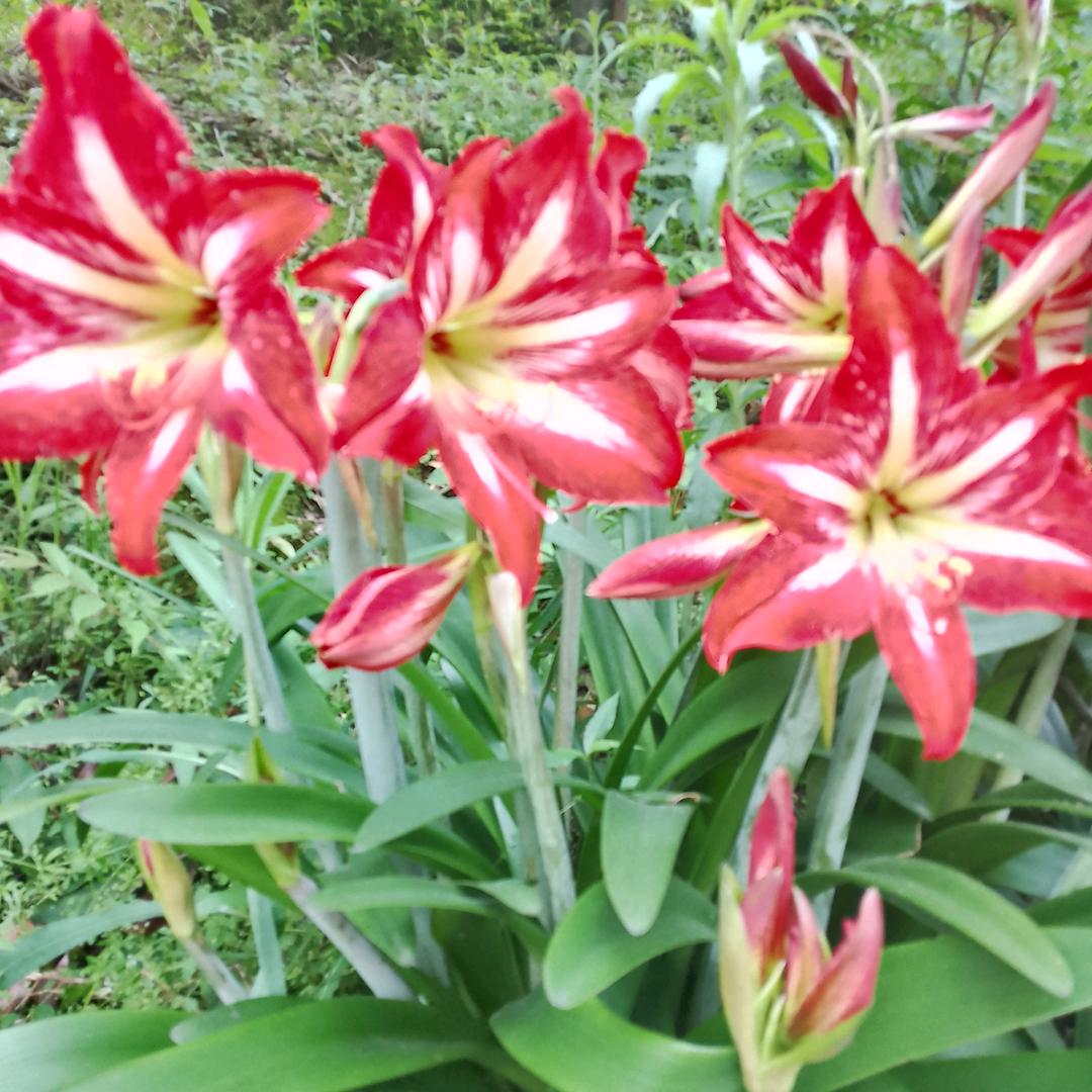 农民田姐❤️❤️🌷🌷