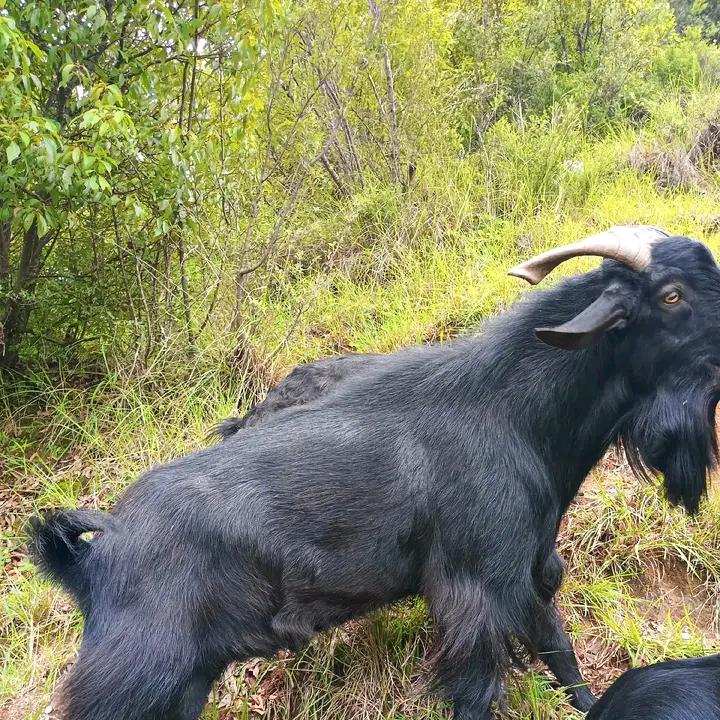 黑山羊养殖康华