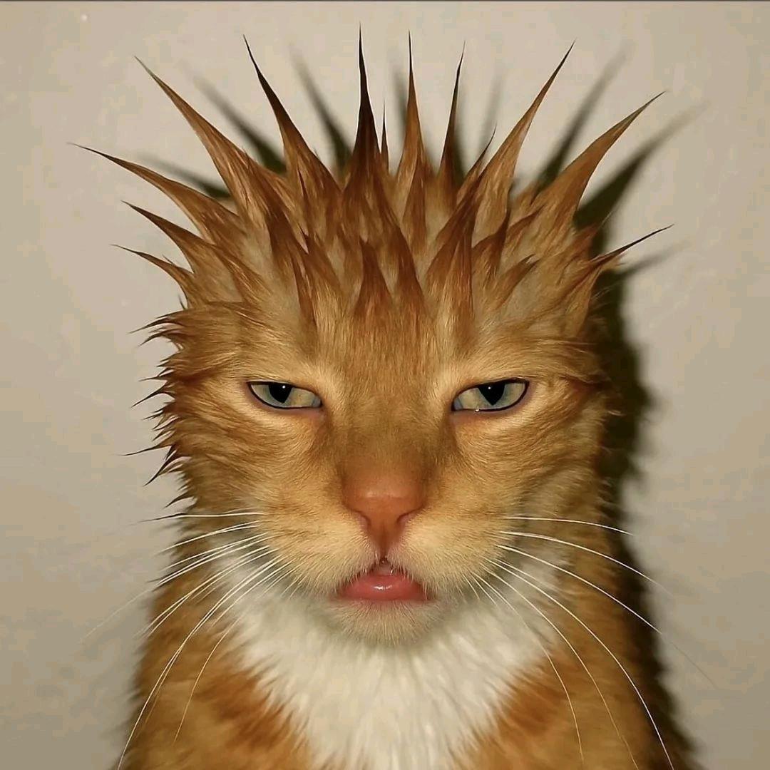 ꪜiρ