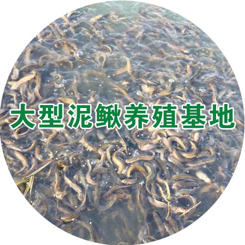 龙恒泥鳅养殖基地