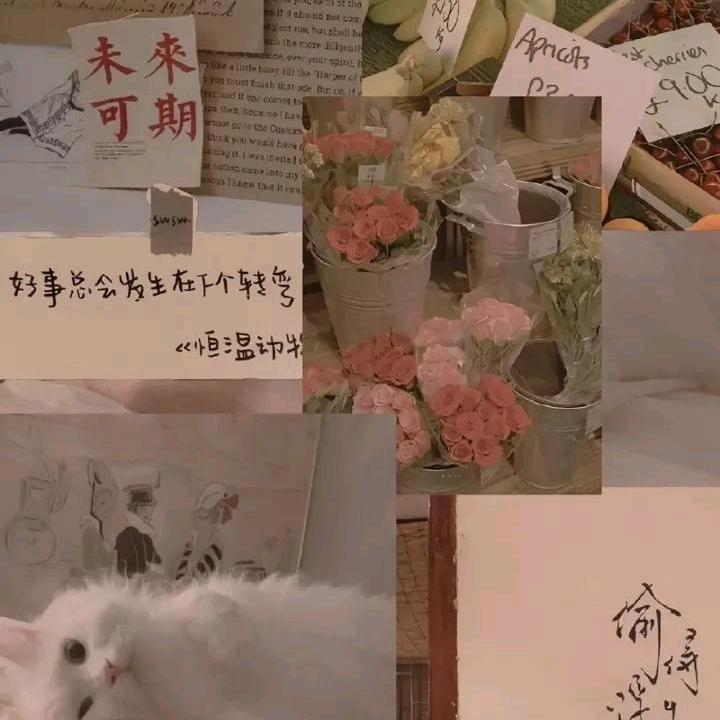 轻卿小鱼