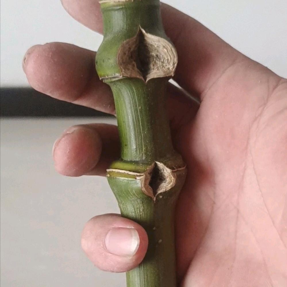 ✘潇洒✔