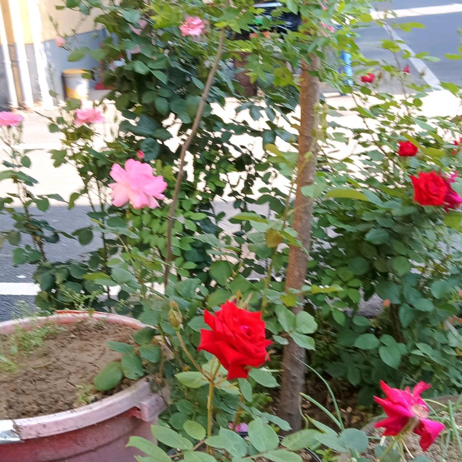 冉冉，